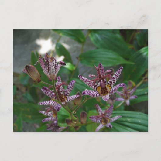 花のような紫のストライプのピンクの白い蘭 ポストカード (正面)