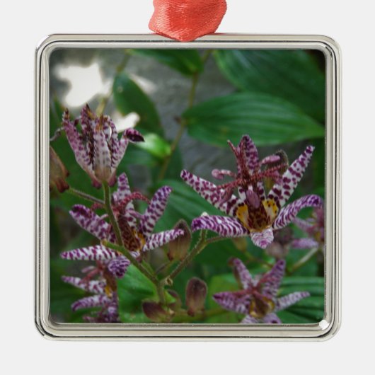 花のような紫のストライプのピンクの白い蘭 メタルオーナメント (正面)