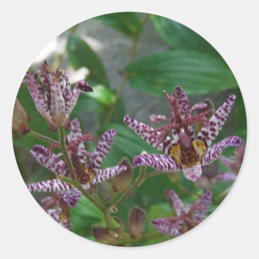 花のような紫のストライプのピンクの白い蘭 ラウンドシール (正面)