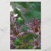 花のような紫のストライプのピンクの白い蘭 便箋 (正面)