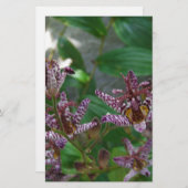 花のような紫のストライプのピンクの白い蘭 便箋 (正面/裏面)