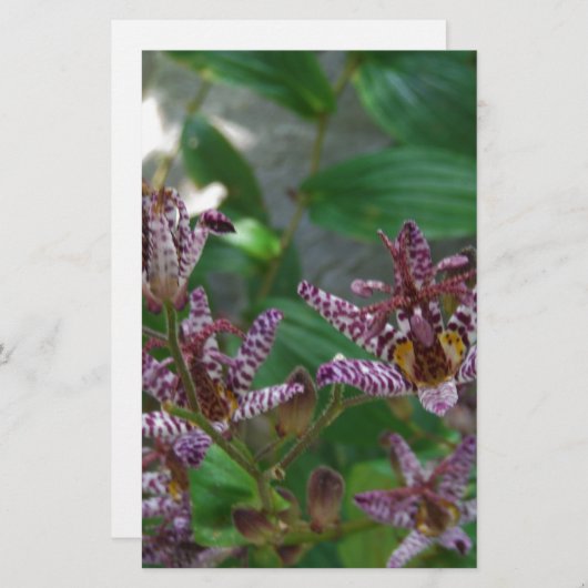 花のような紫のストライプのピンクの白い蘭 便箋 (正面/裏面)