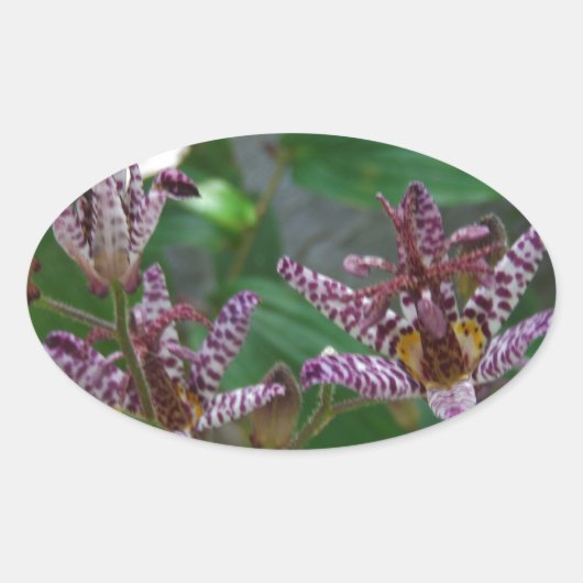 花のような紫のストライプのピンクの白い蘭 楕円形シール (正面)