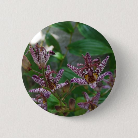 花のような紫のストライプのピンクの白い蘭 缶バッジ (正面)