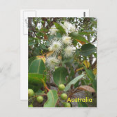花のオーストラリアのユーカリの木 ポストカード (正面/裏面)