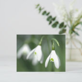 花のギフトコレクションの雪の滴 ポストカード (スタンド正面)
