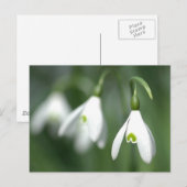 花のギフトコレクションの雪の滴 ポストカード (正面/裏面)