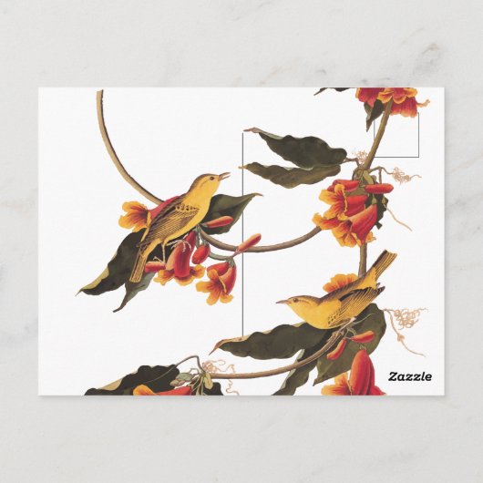 花のクロスバインに黄色のウグイスの鳴鳥 ポストカード (裏面)