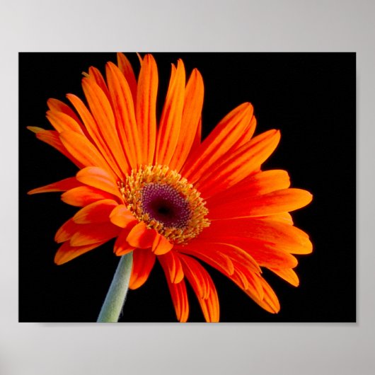 花のクローズアップのポスター ポスター (正面)