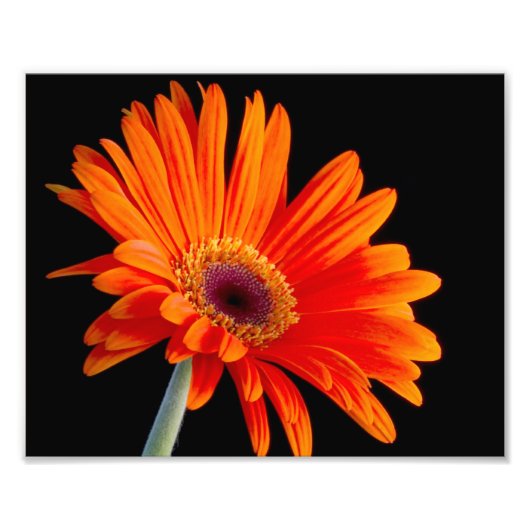 花のクローズアップ写真 フォトプリント            (正面)