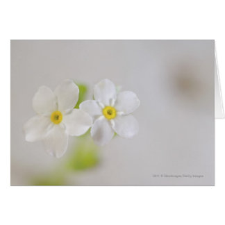 花のクローズアップ