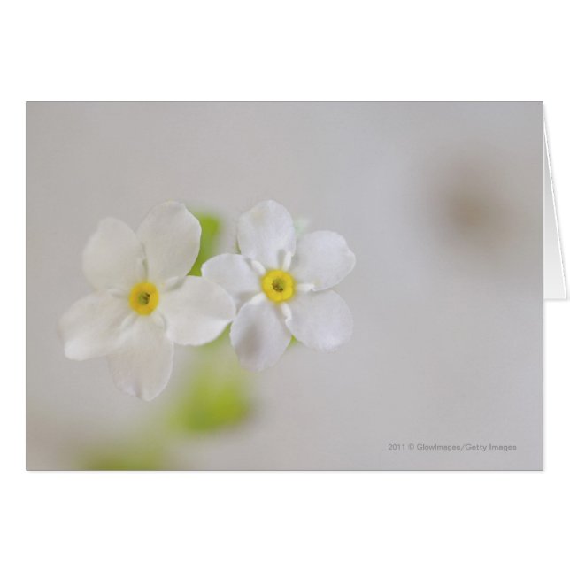 花のクローズアップ (正面横)