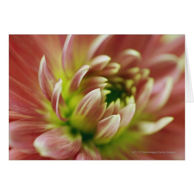 花のクローズアップ (正面横)