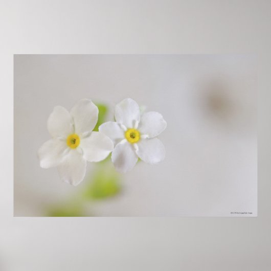 花のクローズアップ2 ポスター (正面)