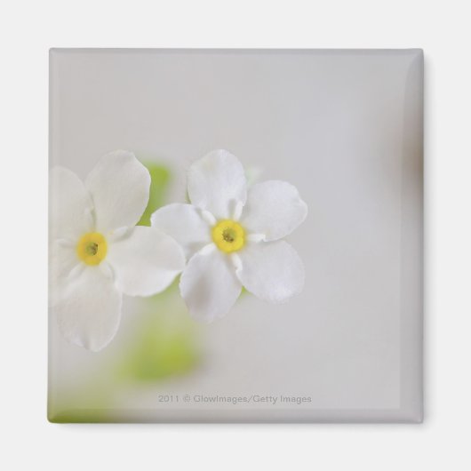 花のクローズアップ マグネット (正面)