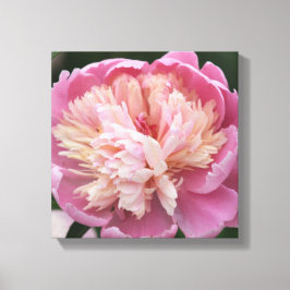 花のクローズアップ - 開花 - ピンク キャンバスプリント