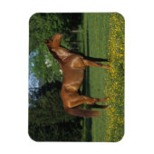 花のサラブレッドの馬 マグネット (縦)