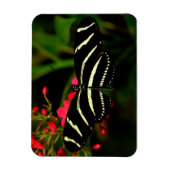 花のゼブラロングウィング マグネット (縦)