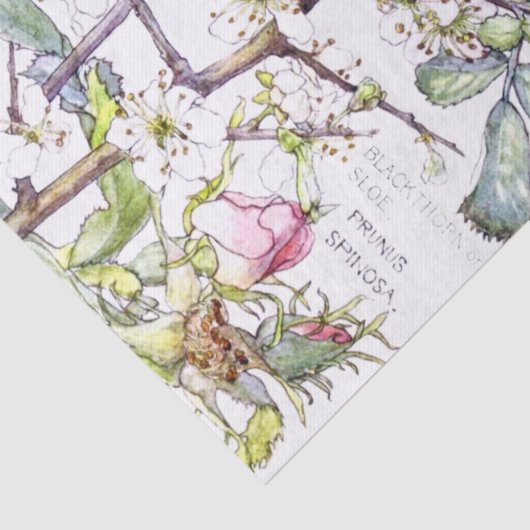 花のティッシュペーパーが植物のによって野生リンゴ開花します 薄葉紙 (詳細)