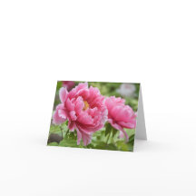 花のピンクの芍薬の花のブランク