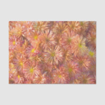 花のピンク黄色の菊のプリティーデコパージュ