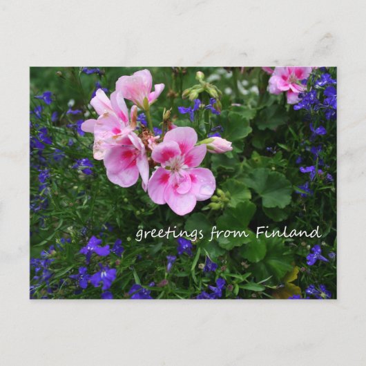 花のフィンランド、シリーズの1番目 ポストカード (正面)