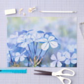 花のフィールド – プラムバゴ(D)水色 薄葉紙 (クラフト)