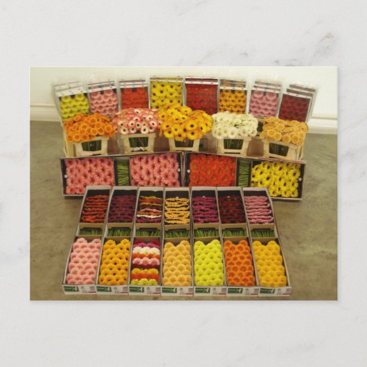 花のポストカード86 ポストカード (正面)