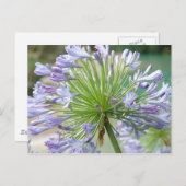 花のポストカード ポストカード (正面/裏面)