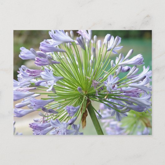 花のポストカード ポストカード (正面)