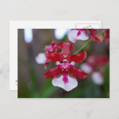 花のポストカード ポストカード (正面/裏面)