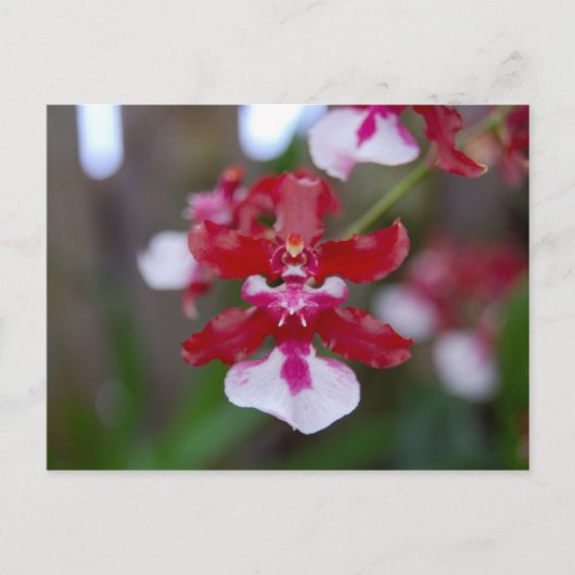 花のポストカード ポストカード (正面)