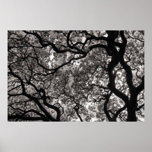 花のマグノリアの木02 ポスター (正面)