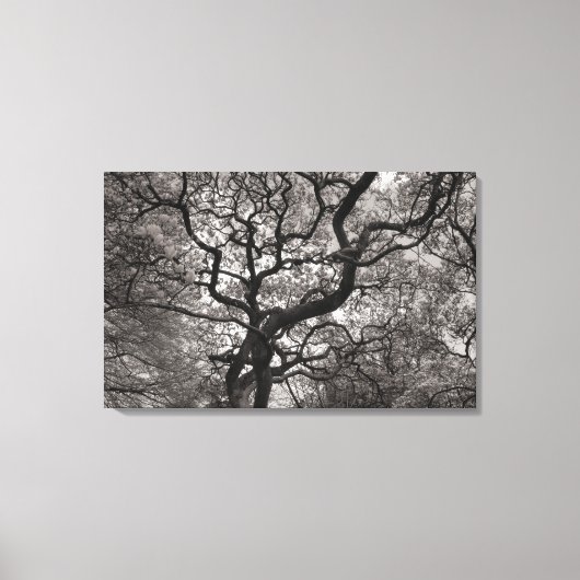 花のマグノリアの木03 キャンバスプリント (正面)