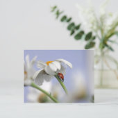 花のラディバード ポストカード (スタンド正面)