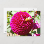 花の上にミツバチ ポストカード (正面/裏面)