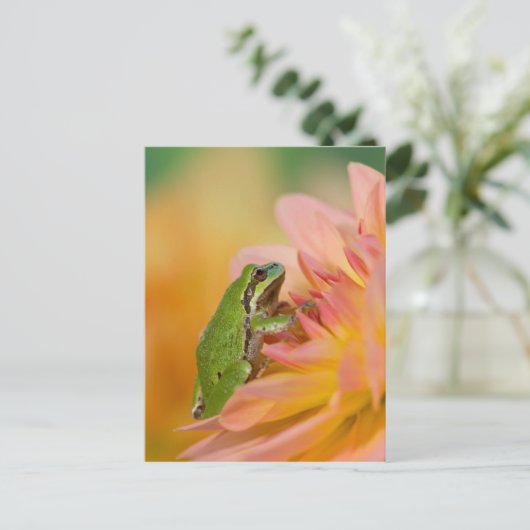 花の上に咲く太平洋の木のカエル， 2 ポストカード (スタンド正面)