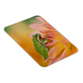 花の上に咲く太平洋の木のカエル， 2 マグネット (右側)