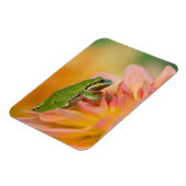 花の上に咲く太平洋の木のカエル， 2 マグネット (左側)