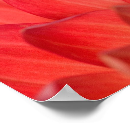 花の上に咲く太平洋の木のカエル, 3 ポスター (角)