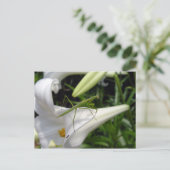 花の上のカマキリ ポストカード (スタンド正面)
