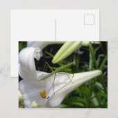 花の上のカマキリ ポストカード (正面/裏面)