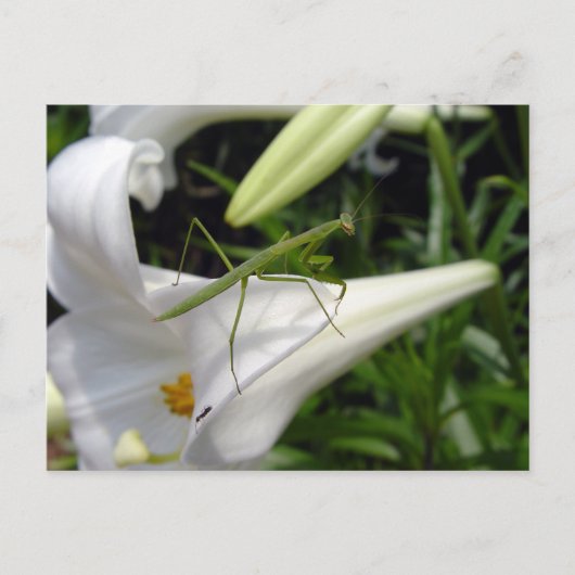 花の上のカマキリ ポストカード (正面)