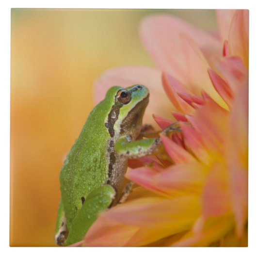 花の上の太平洋アマガエル 我が家の庭にて 2 タイル (正面)