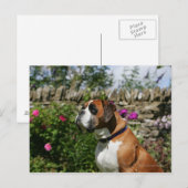 花の中でボクサーの犬 ポストカード (正面/裏面)