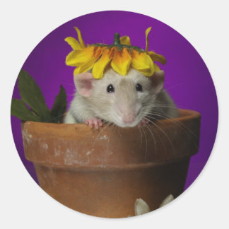 花の中にいたのは誰だ? ラウンドシール