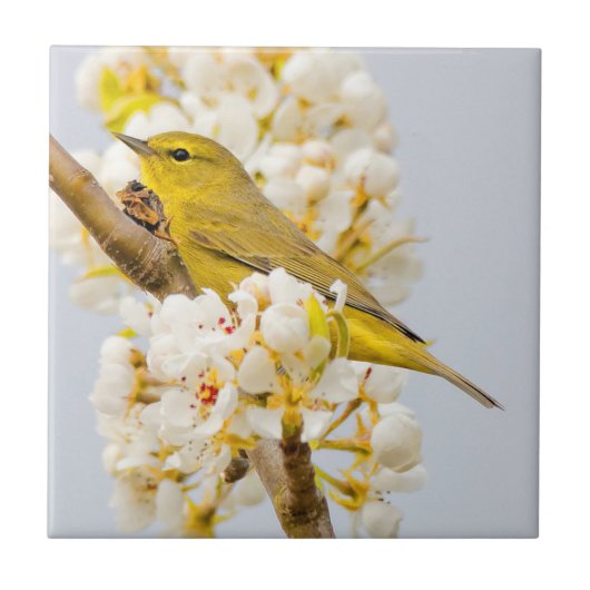 花の中のオレンジ色の冠のついたさくらんぼ タイル (正面)