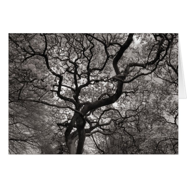 花の中のマグノリアの木 (正面横)