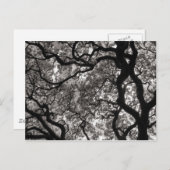 花の中のマグノリアの木 ポストカード (正面/裏面)