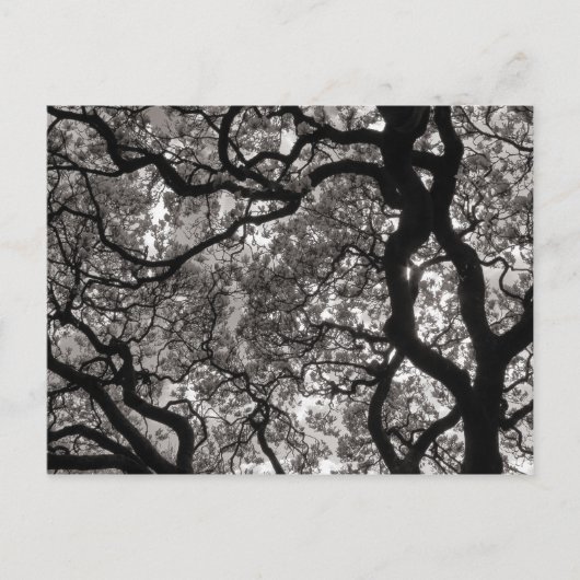 花の中のマグノリアの木 ポストカード (正面)